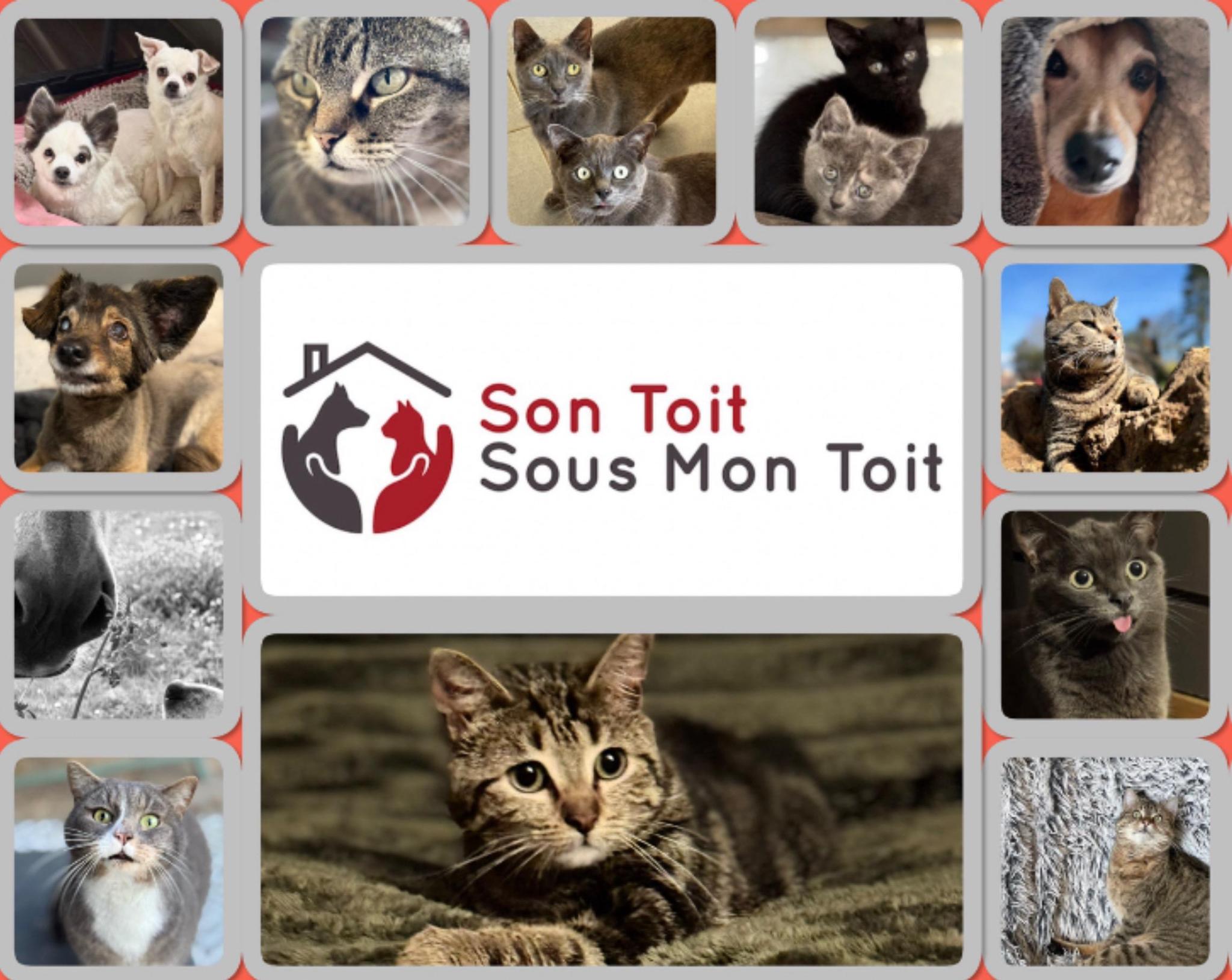 Let's preserve this animal sanctuary : Son Toit Sous Mon Toit - STSMT