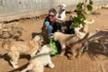 URGENCE pour 200 chiens et chats de ''Un coeur sur pattes''