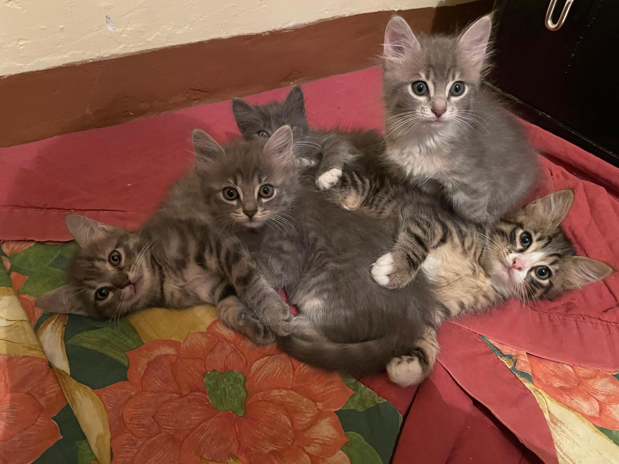 Cats of Abruzzo Supporters