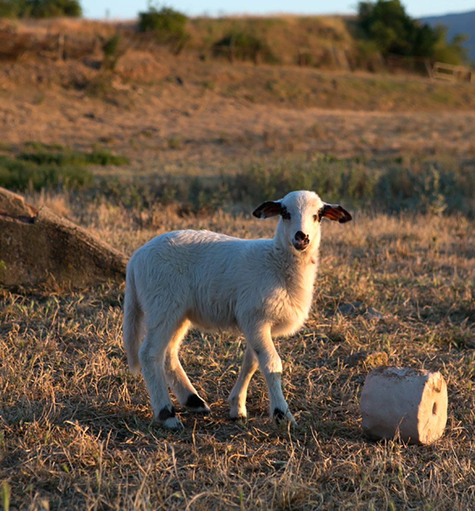Pastores para la Vida
