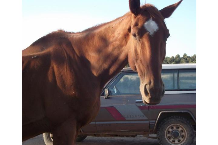 Jericó necesita ayuda URGENTE