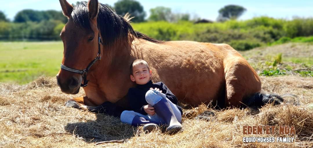 Equid'horses Family