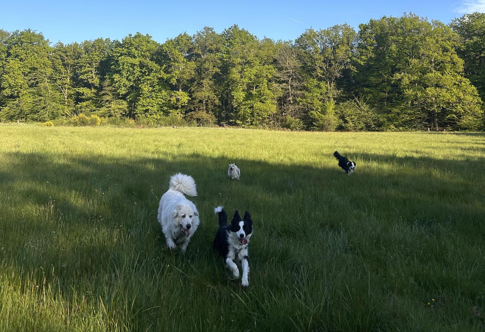 1€ = 1 chien au sanctuaire