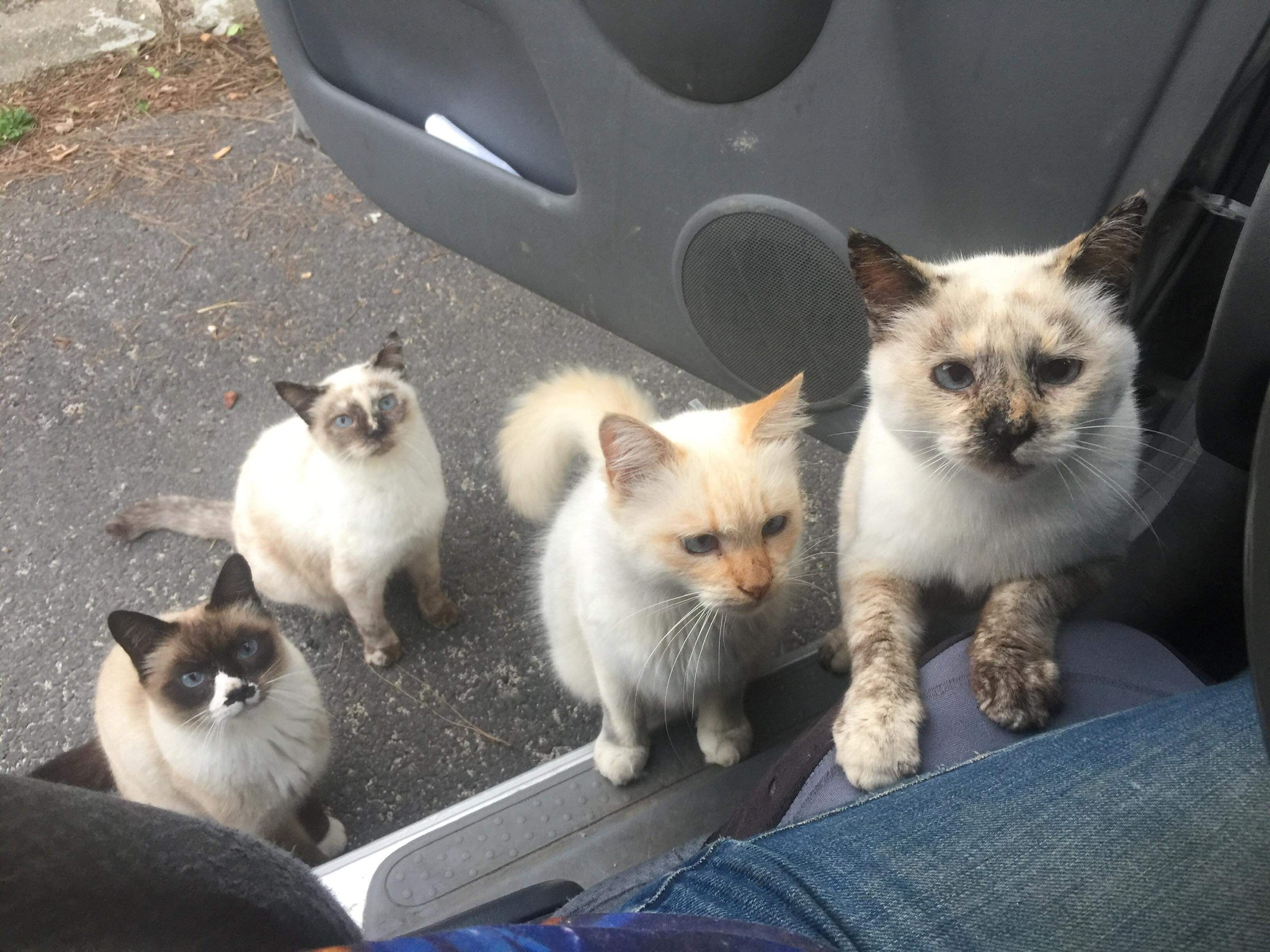 Association Félins pour l’Hote