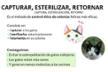 Método CER (captura-esterilización-retorno) en Igualada
