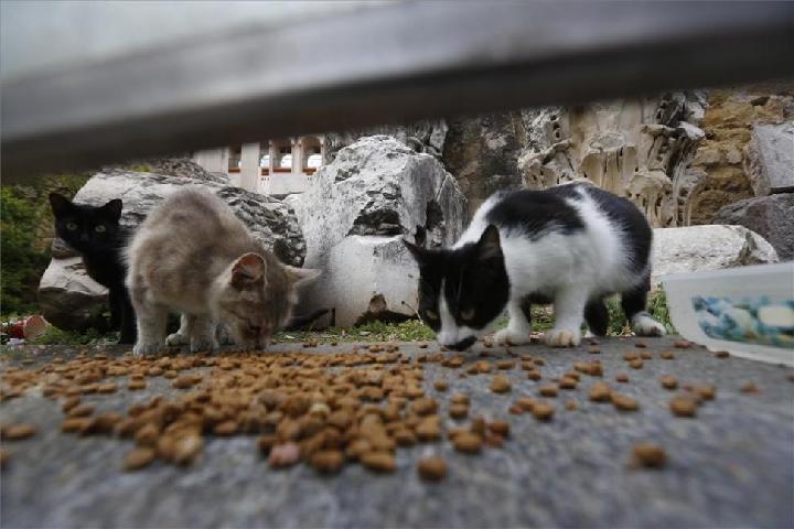 Rescatar a los gatos callejeros