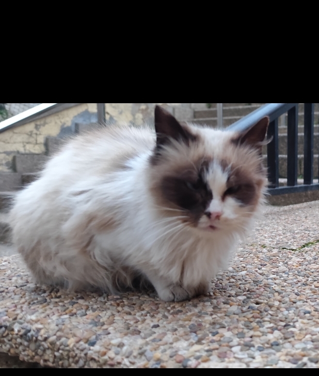 S.P.L.A. eS Por Los Animales