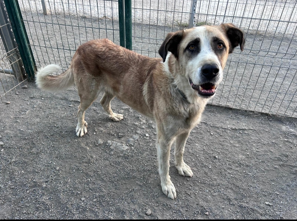 JOHN, abandonado y encadenado