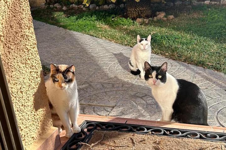 Llena barriguitas -Ayuda a gatos sin hogar
