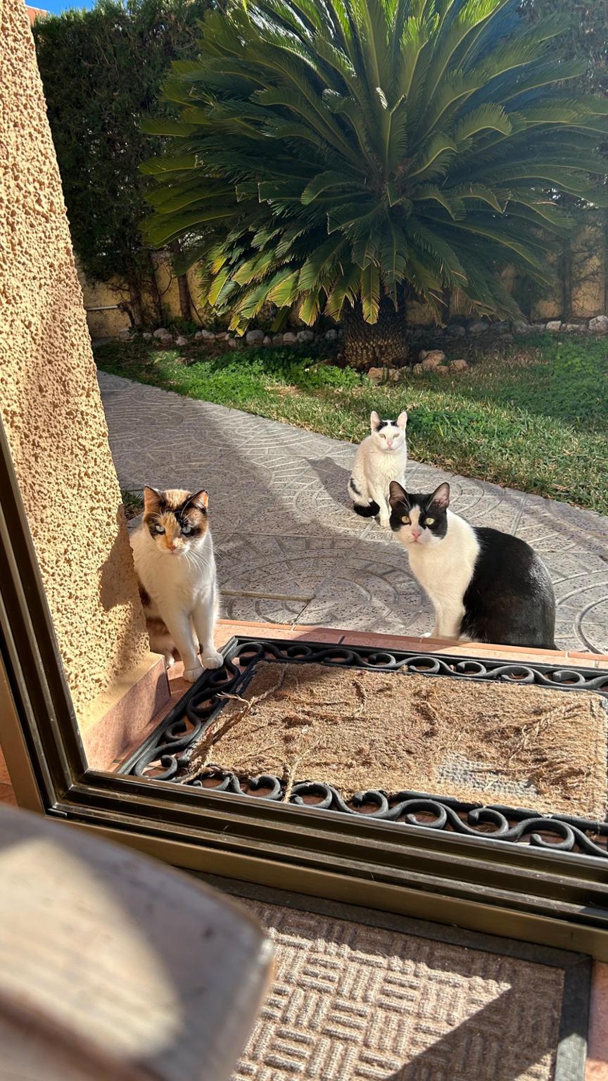 Llena barriguitas -Ayuda a gatos sin hogar