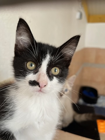 AIDEZ LES ANIMAUX DU REFUGE ADPA