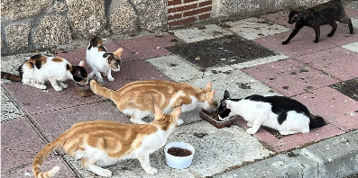 Asociación Super Patitas (urgencias veterinarias)