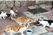 Asociación Super Patitas (urgencias veterinarias)