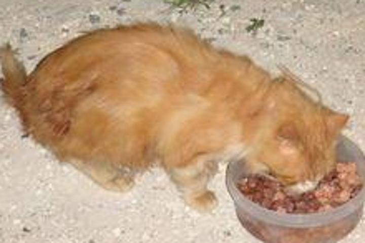 Food and Care for the Cat Colonies and Strays in Paphos and Chloraka