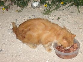 Food and Care for the Cat Colonies and Strays in Paphos and Chloraka