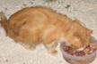 Food and Care for the Cat Colonies and Strays in Paphos and Chloraka