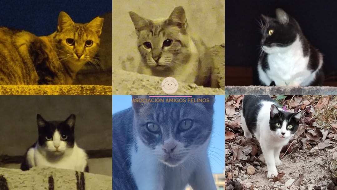 ASOCIACIÓN AMIGOS FELINOS - MURCIA -
