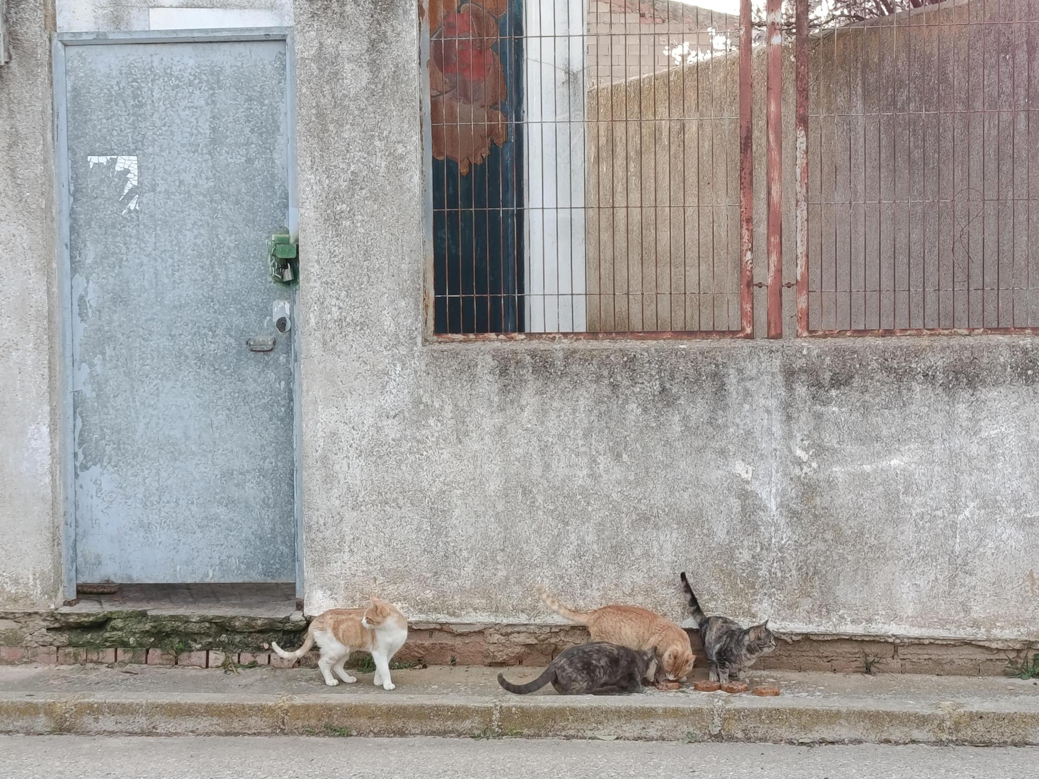 Asociación Protectora de Animales y Plantas 3 Cruces