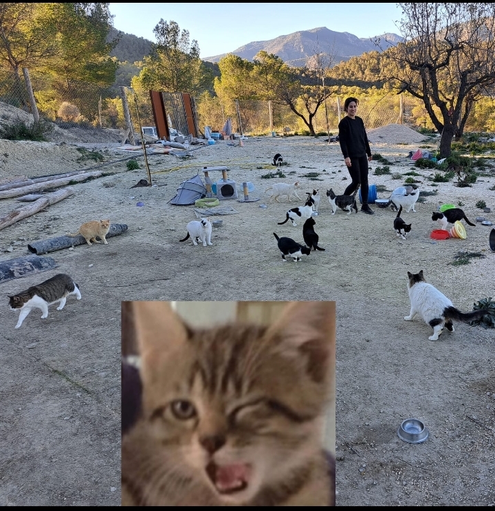 Ayuda a las colonias de Iré