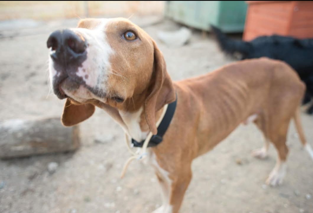 Tierhilfe Griechenland Xanthi Angels garden