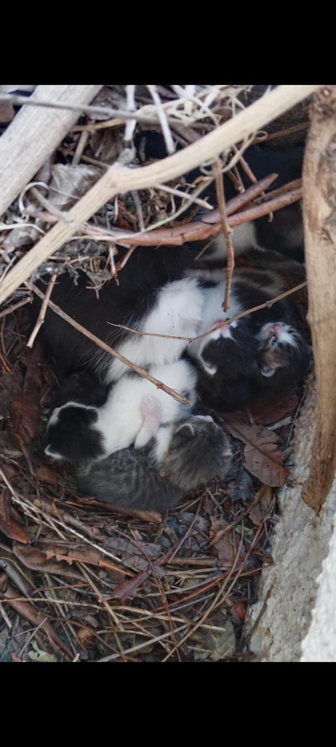 Colonias Gatos Torrevieja- castraciones ‍