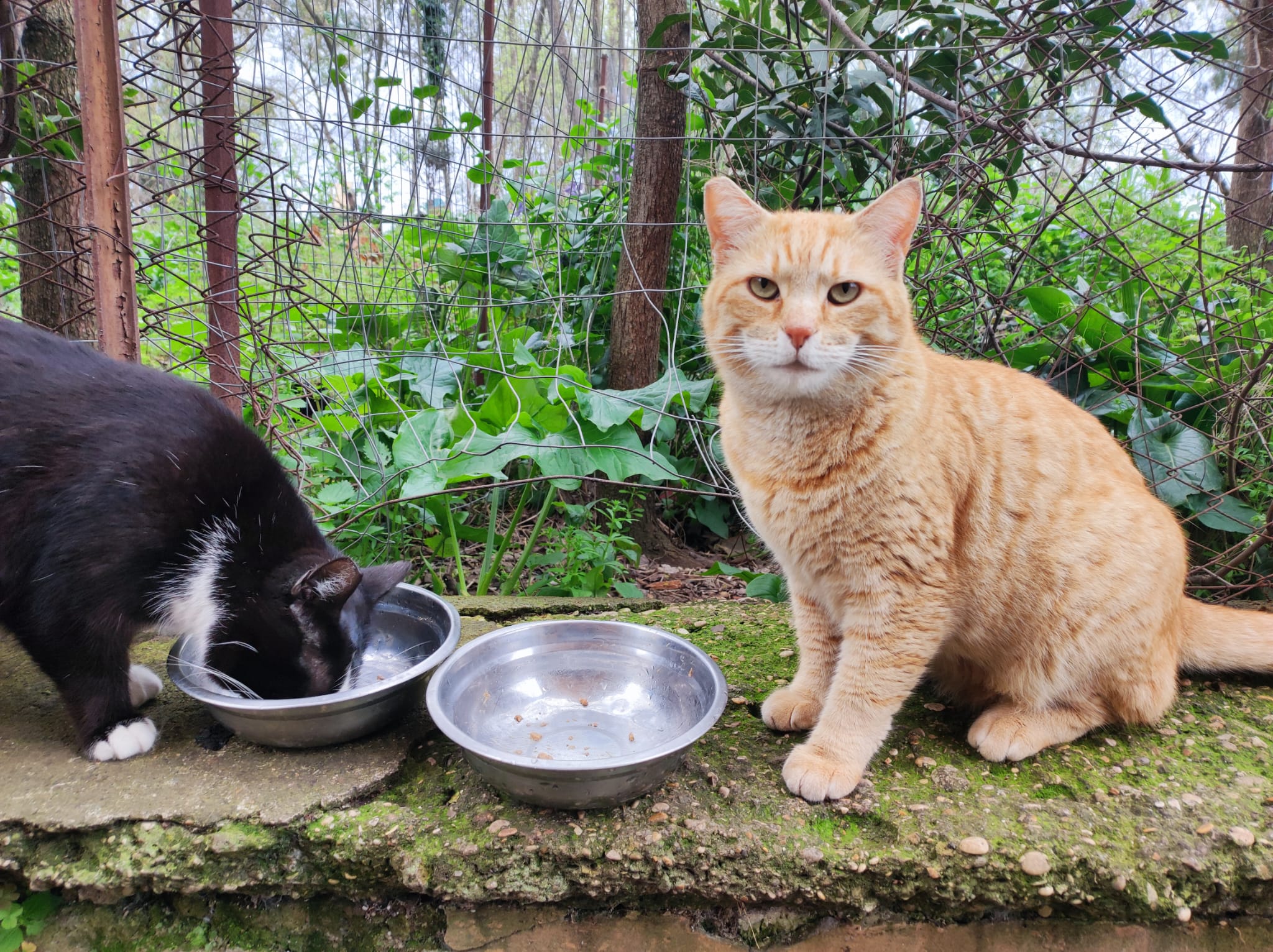 I gatti del Quadraro