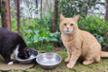 I gatti del Quadraro