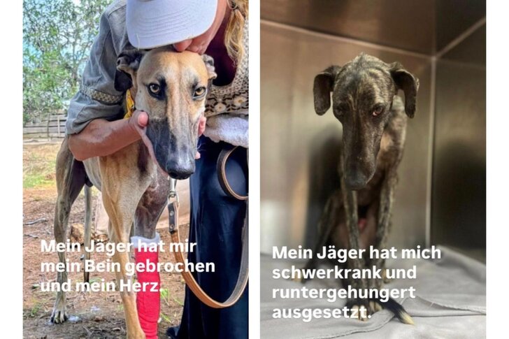 Jake Hundehelfe Gnadenhof for dogs without shelter- Galgos & Podencos