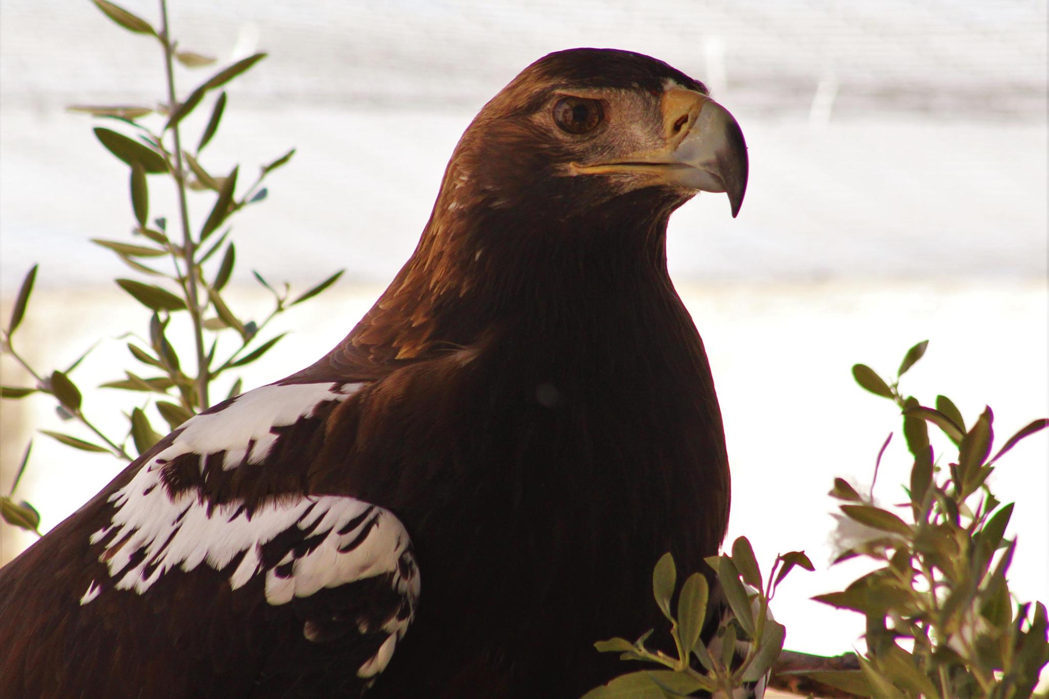 MAINTENANCE AND CARE OF IRRECOVERABLE RAPTORS