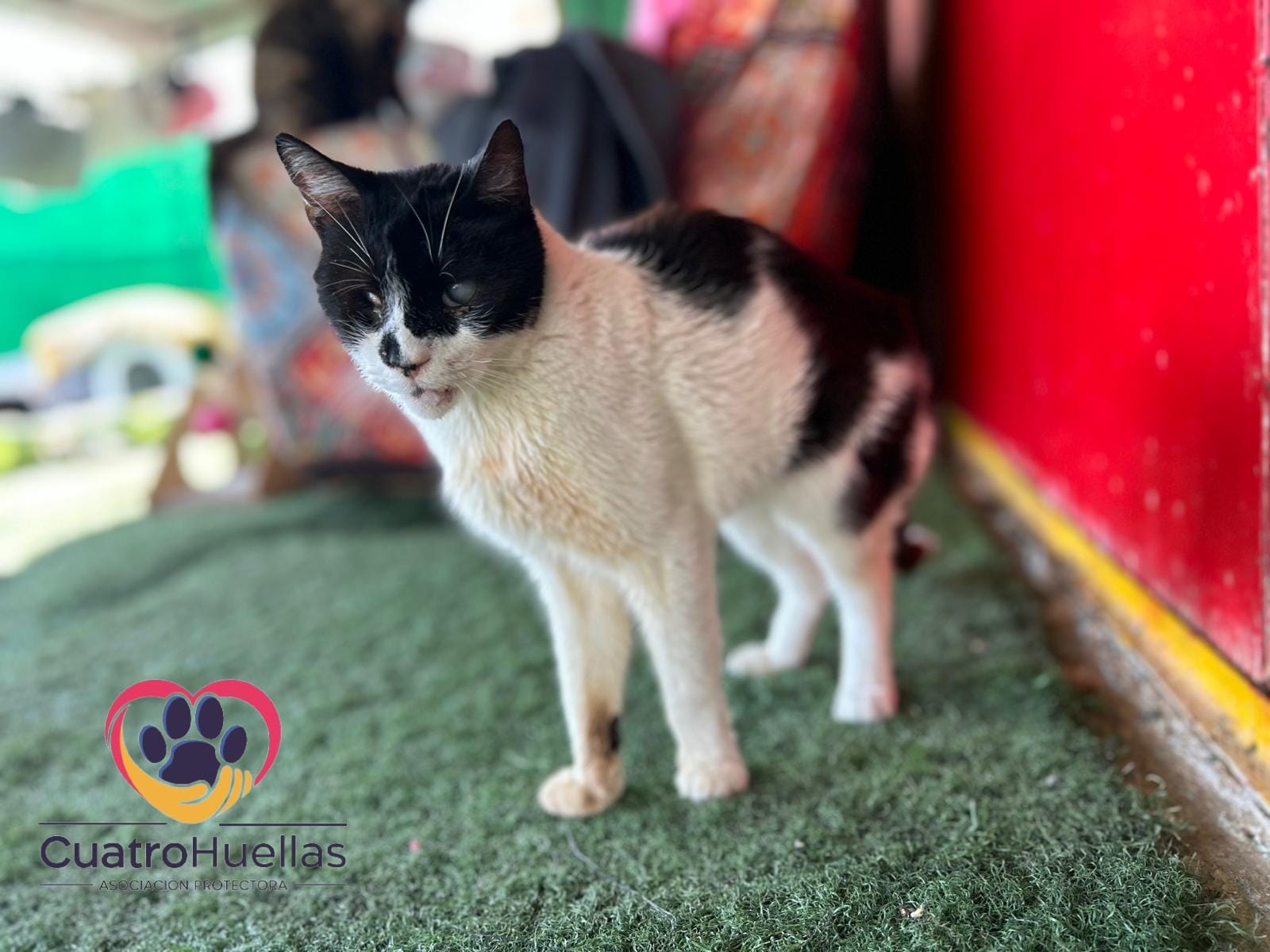 CUATRO HUELLAS - CASOS ESPECIALES