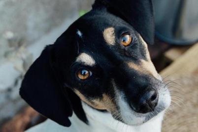 Help for hunting dogs Help for hunting dogs