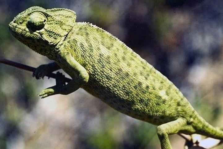 Imagem de CONSERVACIÓN DEL CAMALEÓN COMÚN