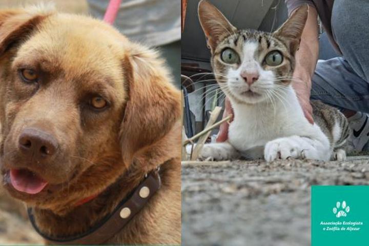 AEZA Animal Rescue