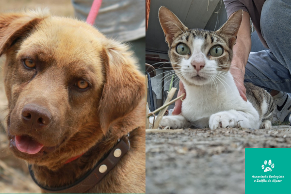 AEZA Animal Rescue