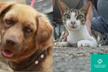 AEZA Animal Rescue