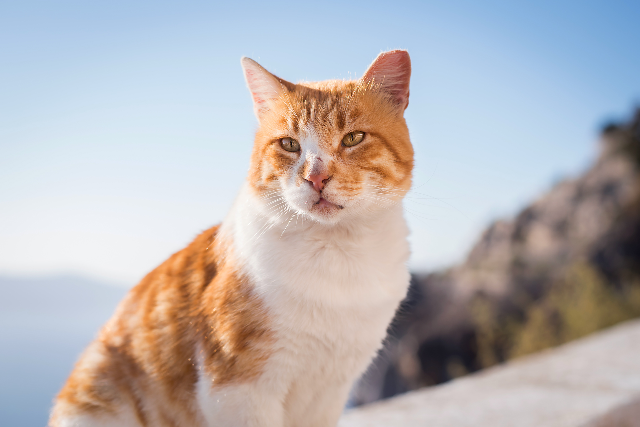 STERILA Santorini Cats