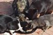 Ayuda gatos valverde de Alcalá