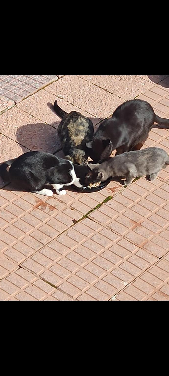 Ayuda gatos valverde de Alcalá