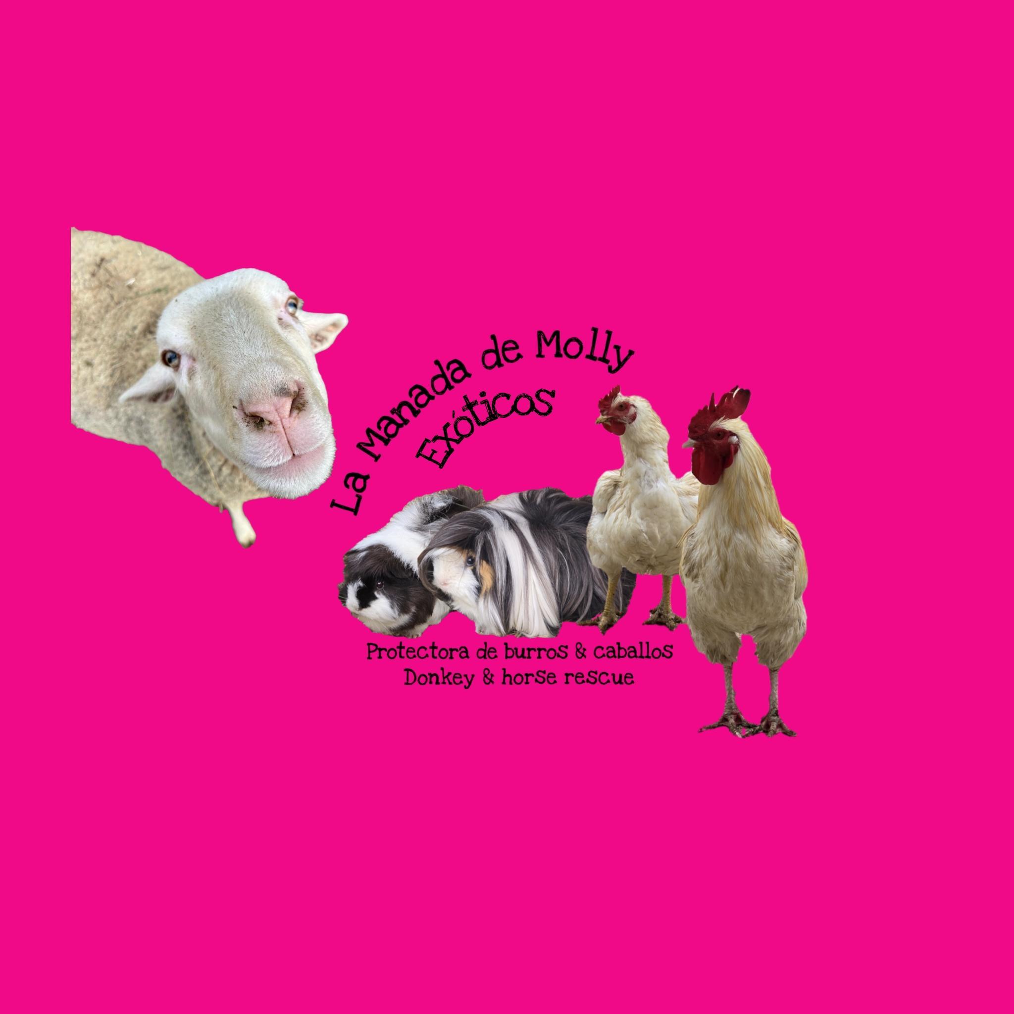 La Manada de Molly - Sheep, chickens & guinea pigs