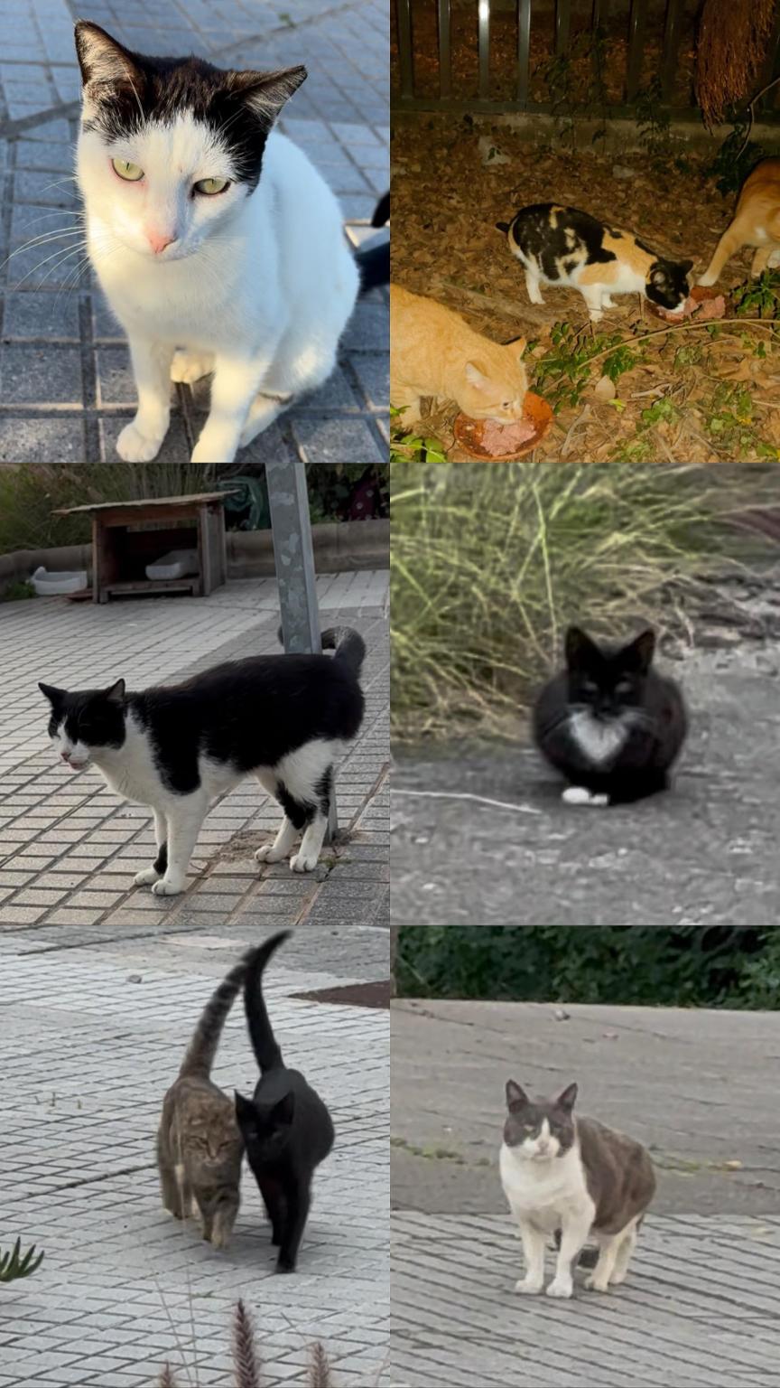 Misión bigotes: salva a los gatos que nadie ve.