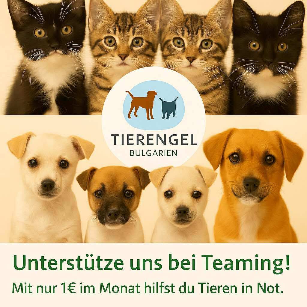 Tierengel Bulgarien 9000 Varna