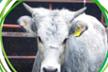 Lav Rovigo per Willy Banzai - toro salvato dal macello