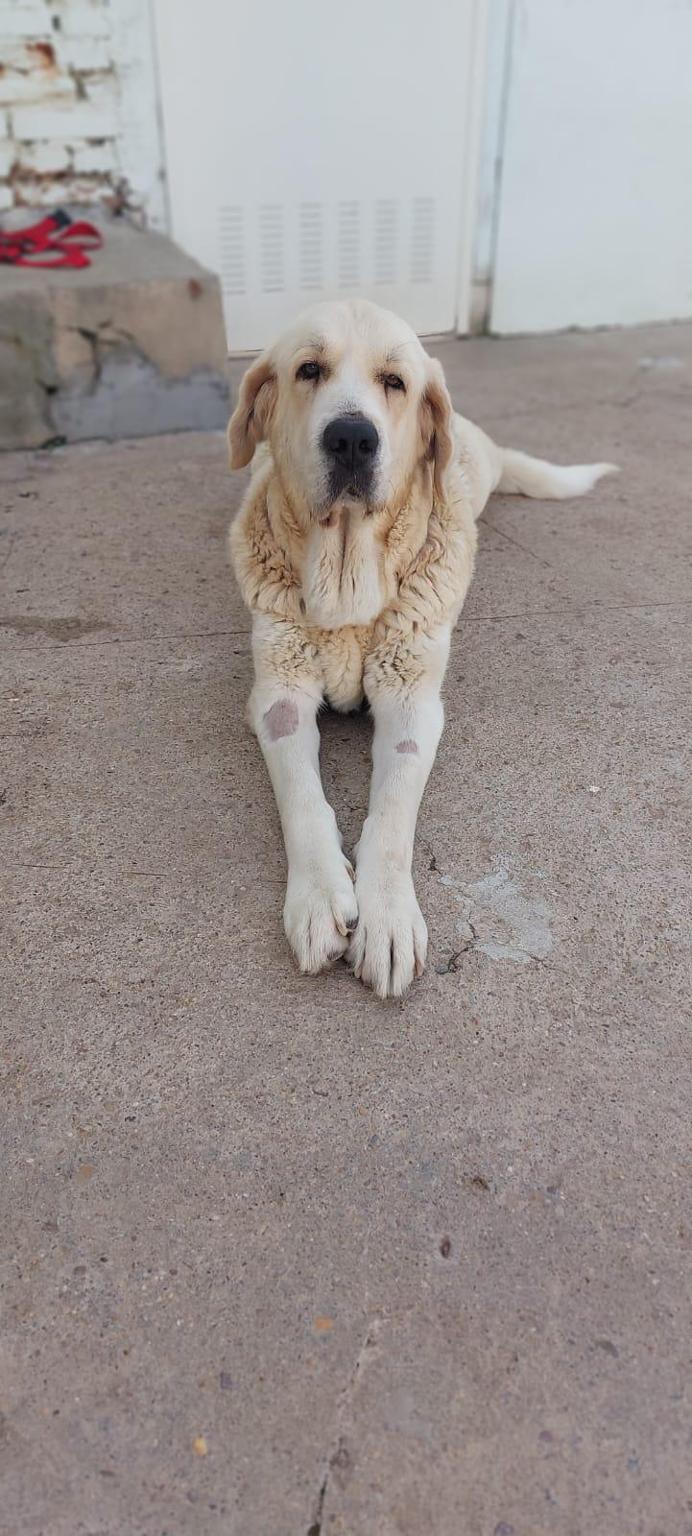 Defensa Animal Laguna