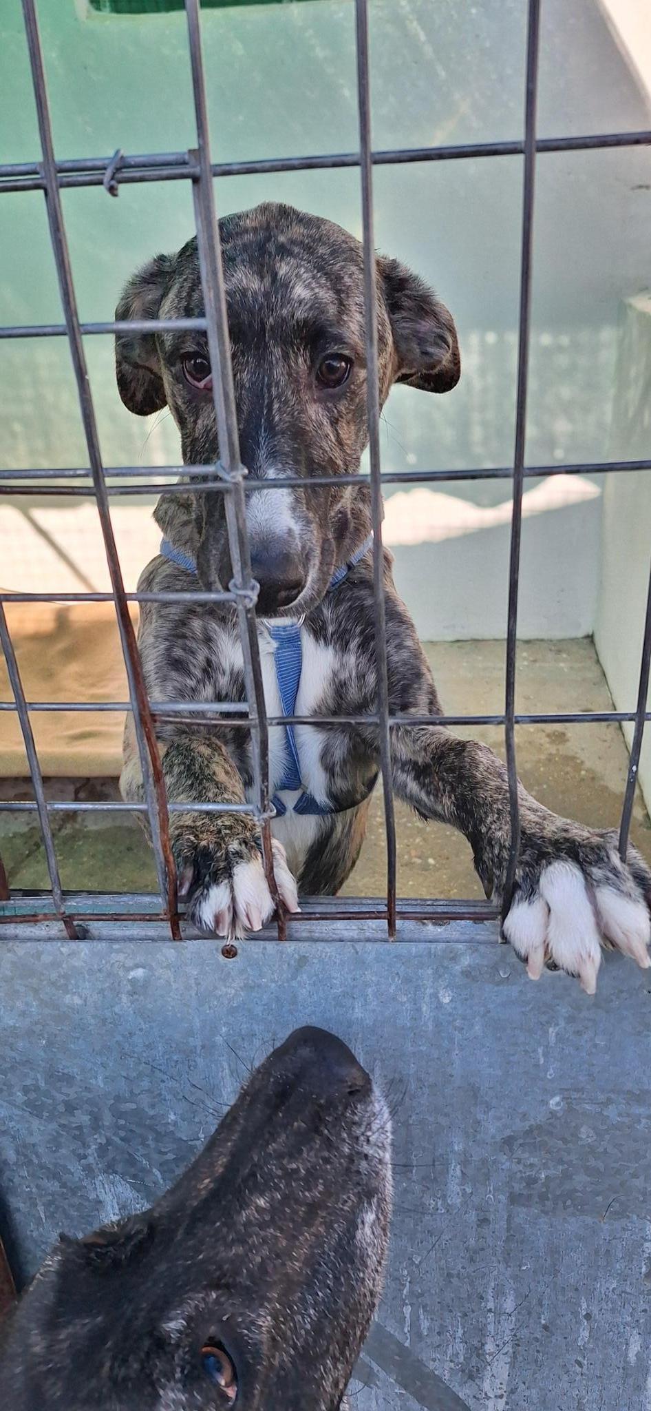 Defensa Animal Laguna