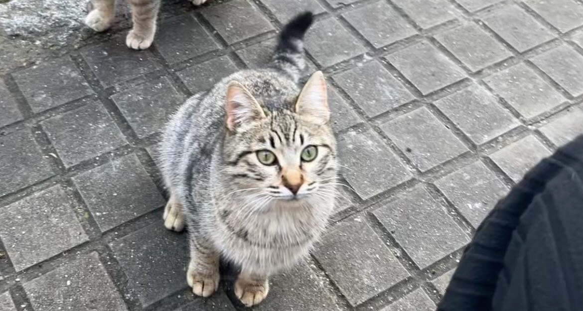 ElBosqueFelino