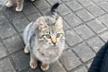 ElBosqueFelino