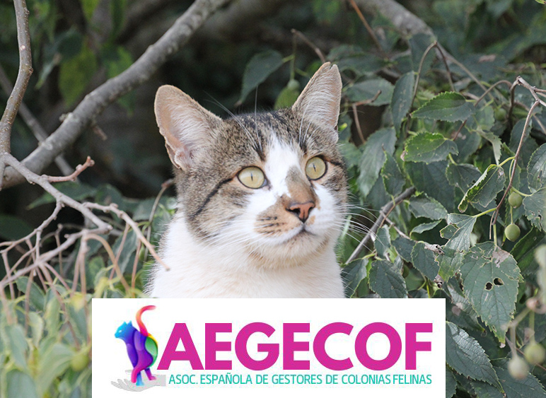 Asociación Estatal de Gestoras de Colonias Felinas (AEGECOF)