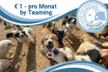 Ein Herz für griechische Straßenhunde - Stray Paws Österreich