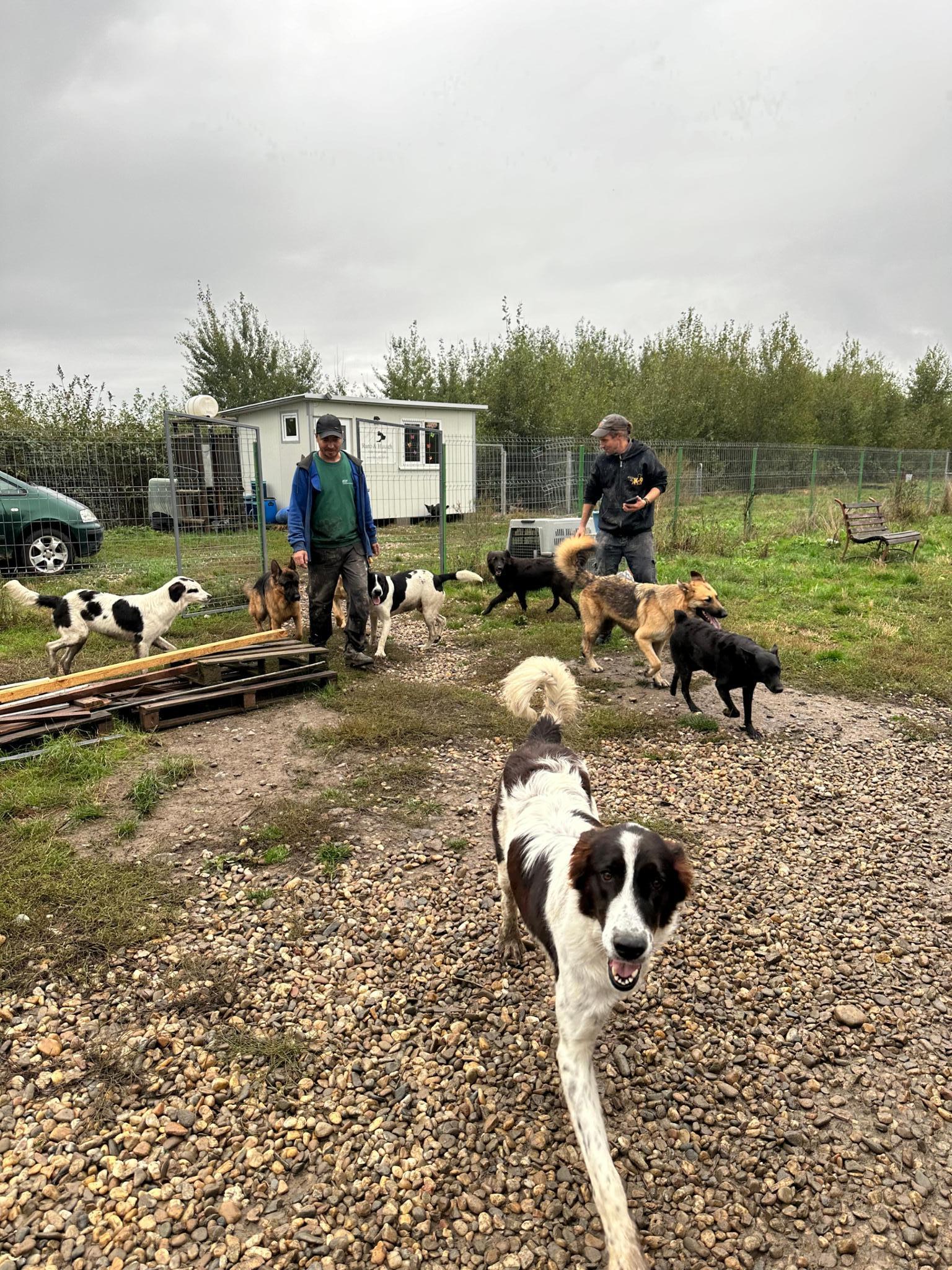 Rano&Huutch help for animals Schweiz