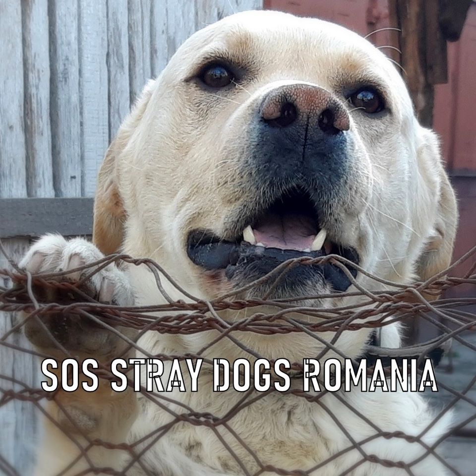 SOS Stray Dogs Romania VZW